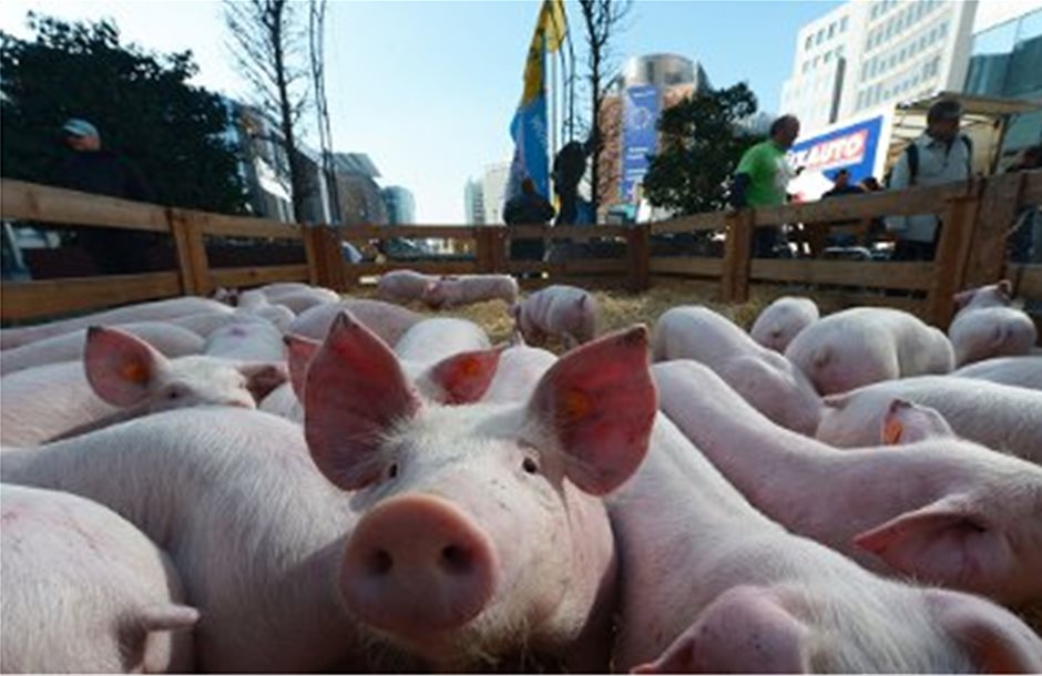 Αγελάδες και γουρούνια παρέλασαν στις Βρυξέλλες